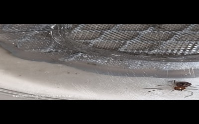 Baby eight spotted crab Dengan  Kandang